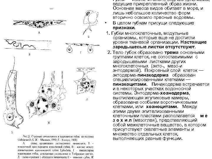  • Губки — исключительно водные организмы, ведущие прикрепленный образ жизни. Основная масса видов