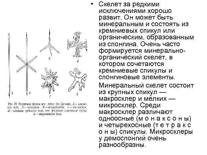  • Скелет за редкими исключениями хорошо развит. Он может быть минеральным и состоять