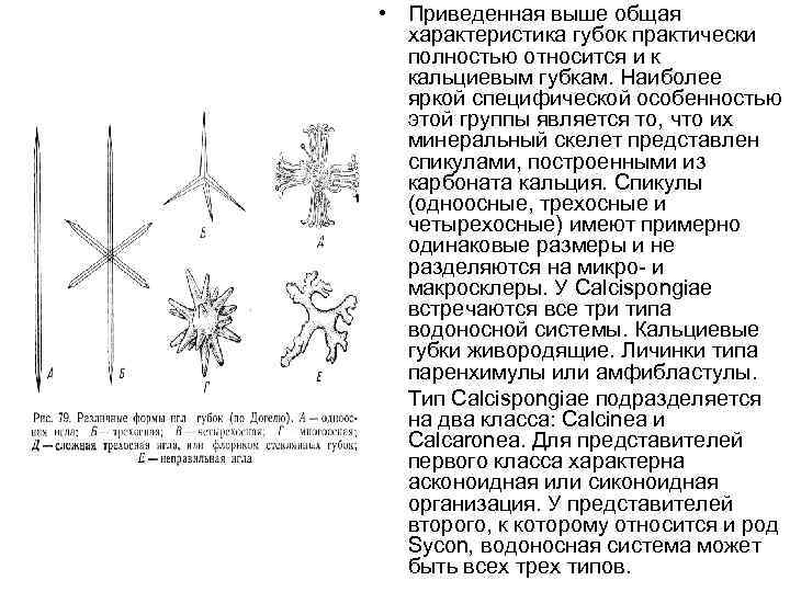  • Приведенная выше общая характеристика губок практически полностью относится и к кальциевым губкам.
