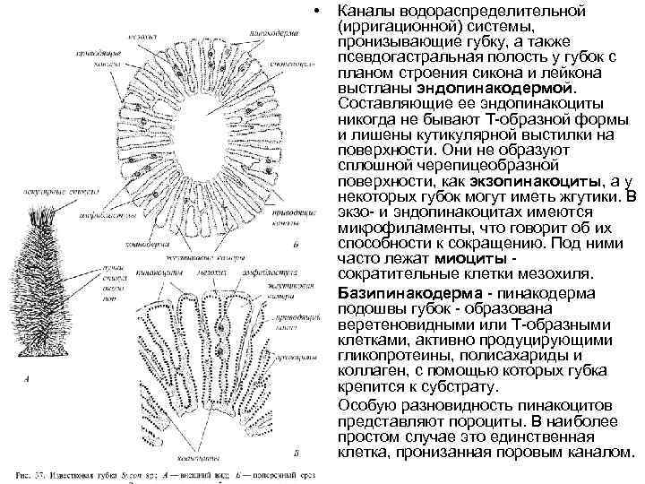  • • • Каналы водораспределительной (ирригационной) системы, пронизывающие губку, а также псевдогастральная полость