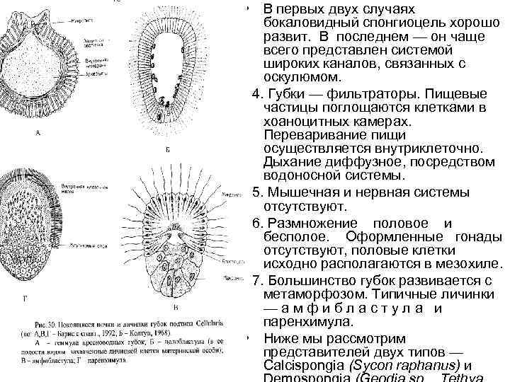  • В первых двух случаях бокаловидный спонгиоцель хорошо развит. В последнем — он