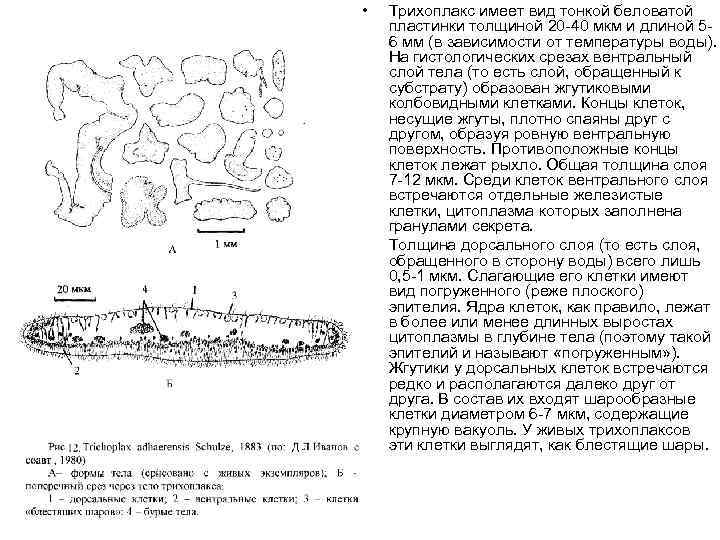  • • Трихоплакс имеет вид тонкой беловатой пластинки толщиной 20 -40 мкм и