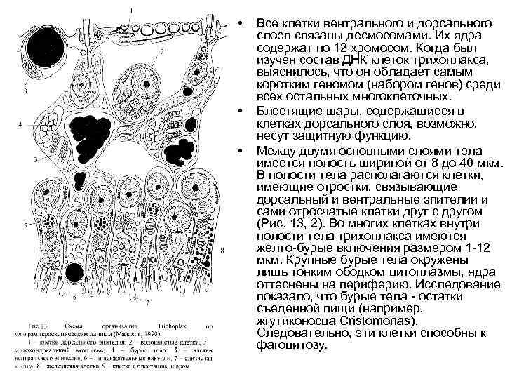  • • • Все клетки вентрального и дорсального слоев связаны десмосомами. Их ядра
