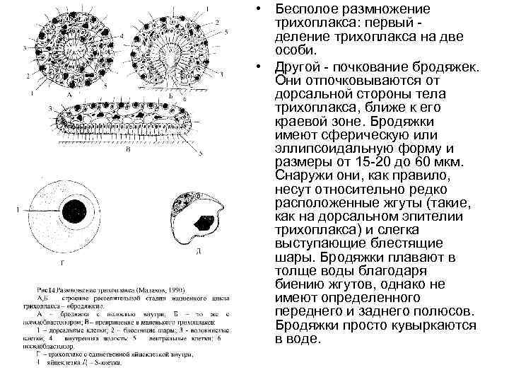  • Бесполое размножение трихоплакса: первый деление трихоплакса на две особи. • Другой -