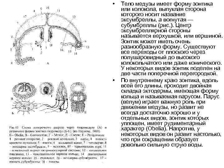  • • Тело медузы имеет форму зонтика или колокола, выпуклая сторона которого носит