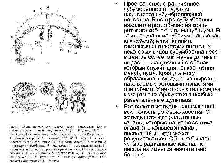 • • Пространство, ограниченное субумбреллой и парусом, называется субумбреллярной полостью. В центре субумбреллы