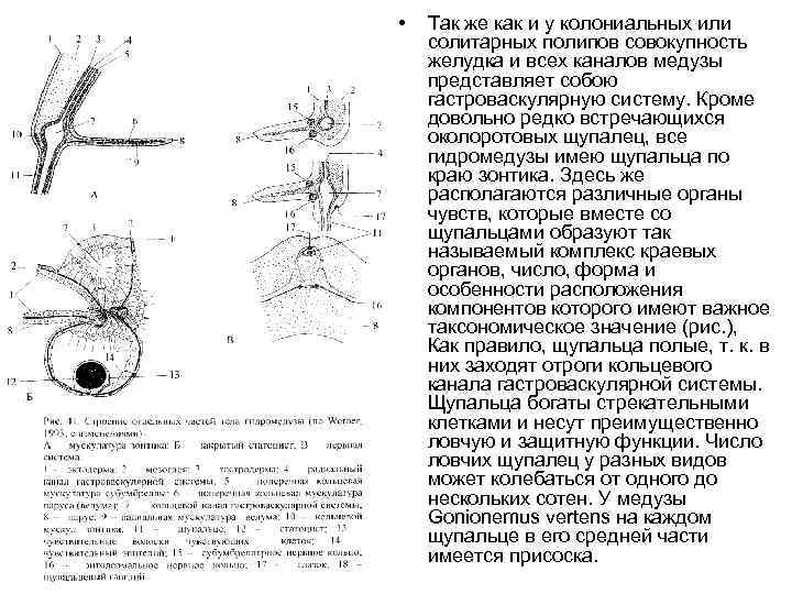  • Так же как и у колониальных или солитарных полипов совокупность желудка и