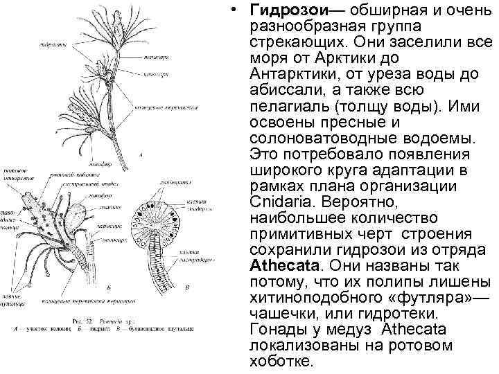  • Гидрозои— обширная и очень разнообразная группа стрекающих. Они заселили все моря от