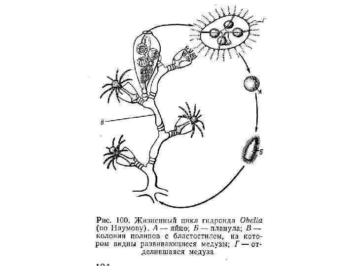 Указать стадию под буквой г на схеме цикла развития гидроидного полипа