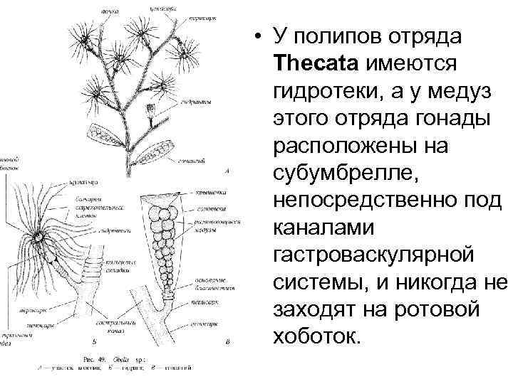  • У полипов отряда Thecata имеются гидротеки, а у медуз этого отряда гонады