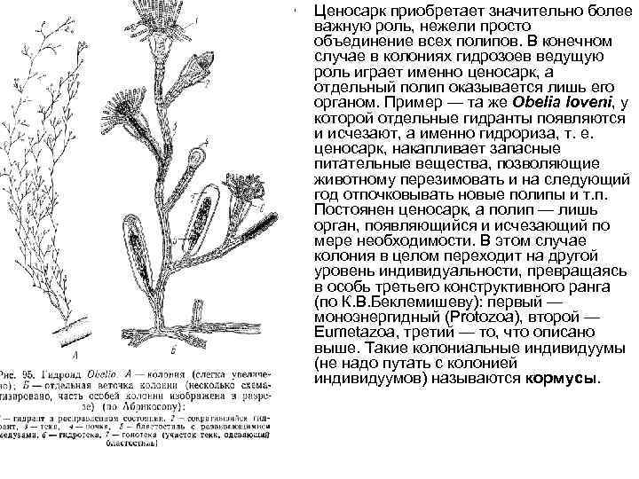  • Ценосарк приобретает значительно более важную роль, нежели просто объединение всех полипов. В