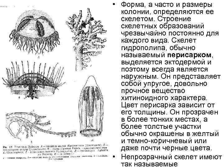  • Форма, а часто и размеры колонии, определяются ее скелетом. Строение скелетных образований