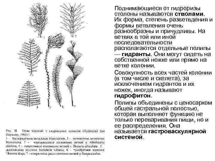  • Поднимающиеся от гидроризы столоны называются стволами. Их форма, степень разветвдения и формы