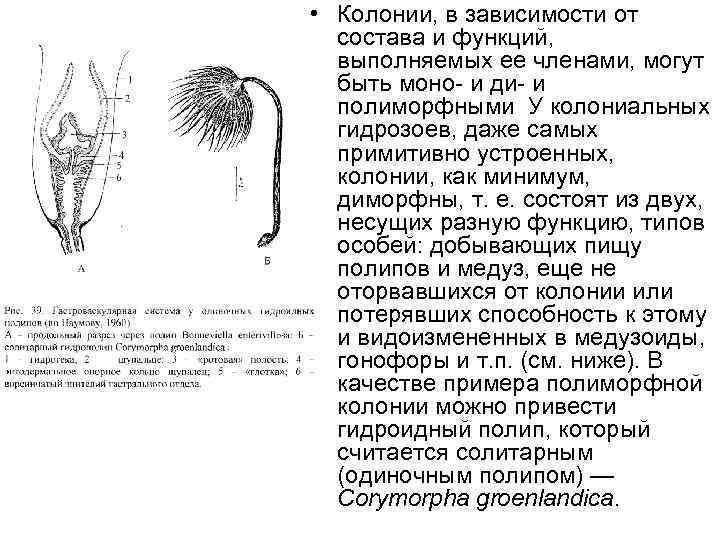  • Колонии, в зависимости от состава и функций, выполняемых ее членами, могут быть