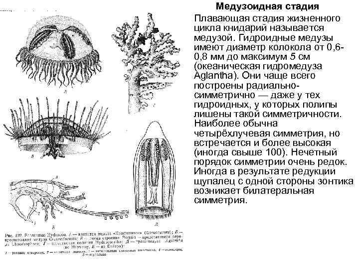 Стадия жизненного цикла медузы. Полип книдарии строение. Медузоидная стадия. Жизненный цикл гидроидного полипа. Жизненный цикл книдарий.