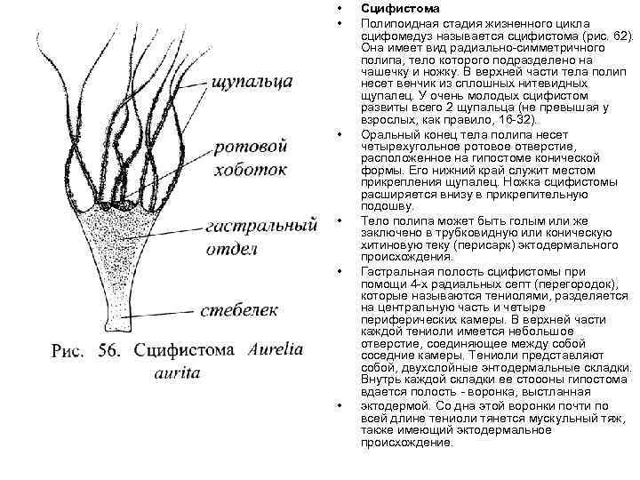  • • • Сцифистома Полипоидная стадия жизненного цикла сцифомедуз называется сцифистома (рис. 62).
