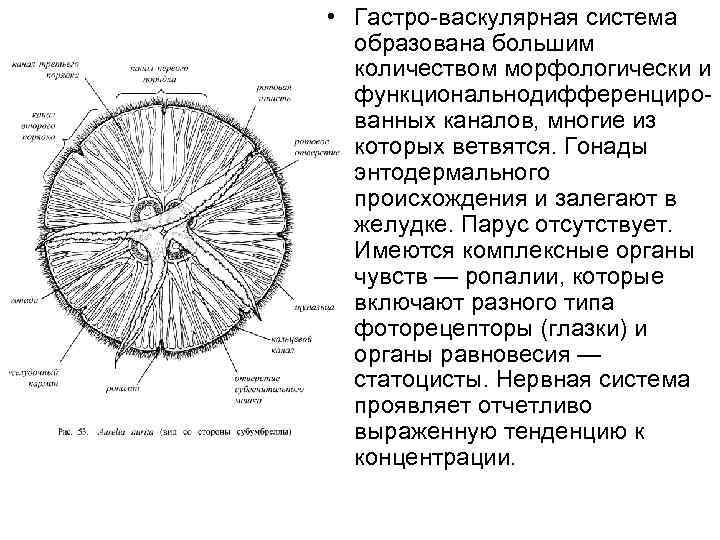  • Гастро-васкулярная система образована большим количеством морфологически и функциональнодифференцированных каналов, многие из которых