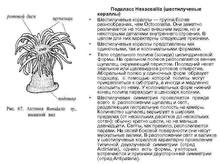 Строение актинии рисунок