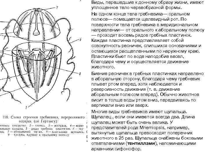  • • Виды, перешедшие к донному образу жизни, имеют уплощенное тело червеобразной формы.
