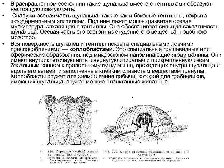  • • • В расправленном состоянии такие щупальца вместе с тентиллами образуют настоящую