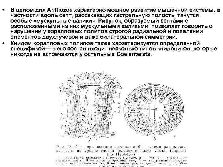  • • В целом для Anthozoa характерно мощное развитие мышечной системы, в частности