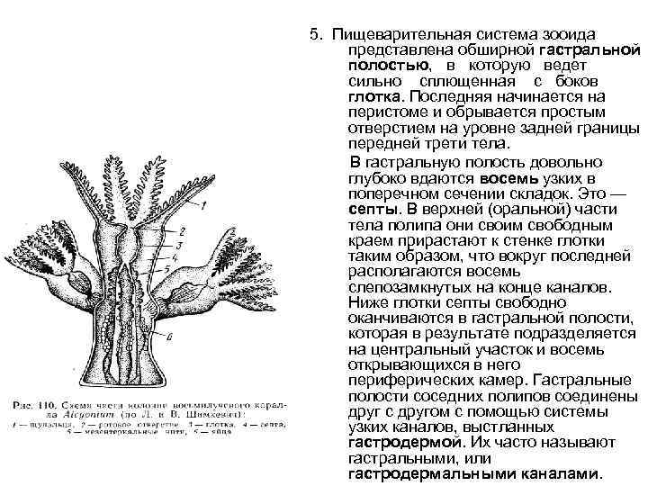 5. Пищеварительная система зооида представлена обширной гастральной полостью, в которую ведет сильно сплющенная с