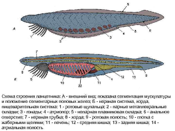 Схема строения ланцетника: А - внешний вид; показана сегментация мускулатуры и положение сегментарных половых