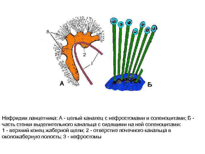 Нефридии ланцетника: А - целый каналец с нефростомами и соленоцитами; Б - часть стенки