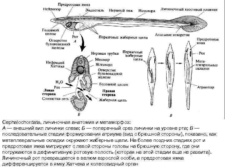 Cephalochordata, личиночная анатомия и метаморфоз: А — внешний вил личинки слева; Б — поперечный