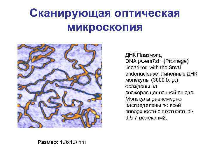 Сканирующая оптическая микроскопия ДНК Плазмоид DNA p. Gem 7 zf+ (Promega) linearized with the