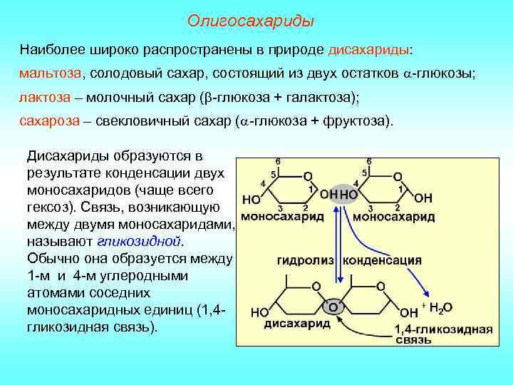 Олигосахариды Наиболее широко распространены в природе дисахариды: мальтоза, солодовый сахар, состоящий из двух остатков
