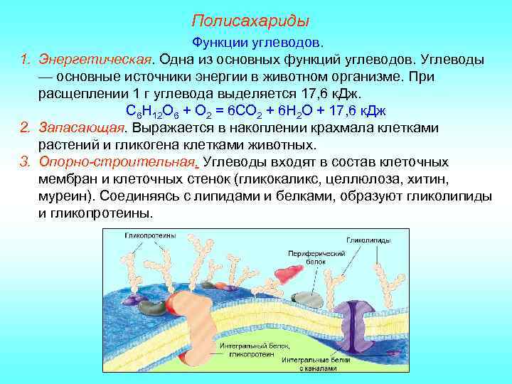 Полисахариды Функции углеводов. 1. Энергетическая. Одна из основных функций углеводов. Углеводы — основные источники