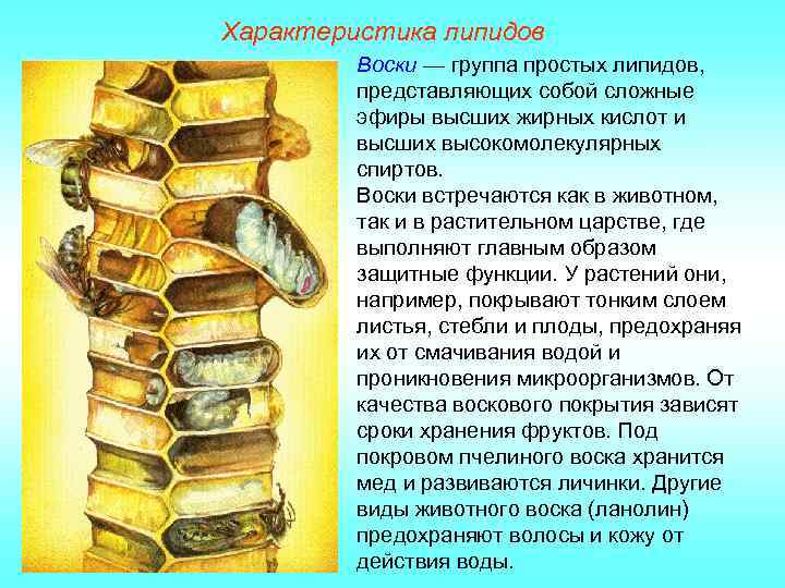 Характеристика липидов Воски — группа простых липидов, представляющих собой сложные эфиры высших жирных кислот