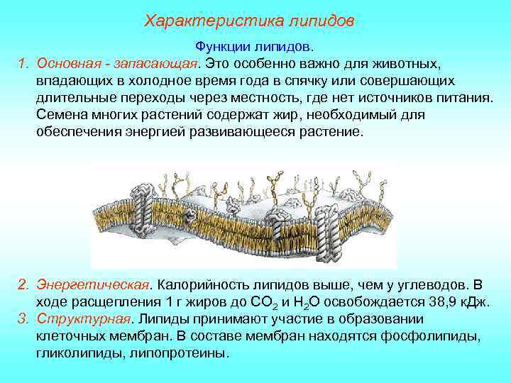 Характеристика липидов Функции липидов. 1. Основная - запасающая. Это особенно важно для животных, впадающих