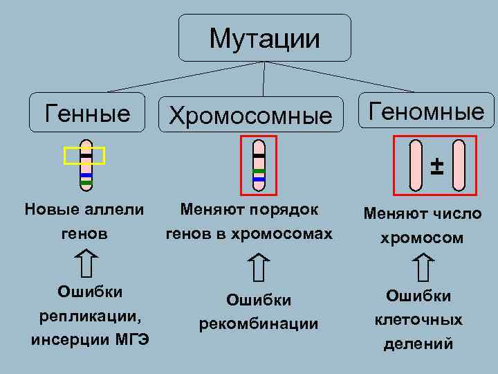  Мутации Генные Хромосомные Геномные ± Новые аллели Меняют порядок Меняют число генов в