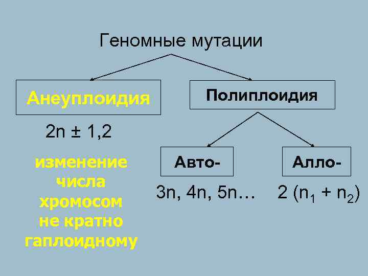  Геномные мутации Анеуплоидия Полиплоидия 2 n ± 1, 2 изменение Авто- Алло- числа