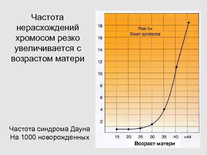  Частота нерасхождений хромосом резко увеличивается с возрастом матери Частота синдрома Дауна На 1000