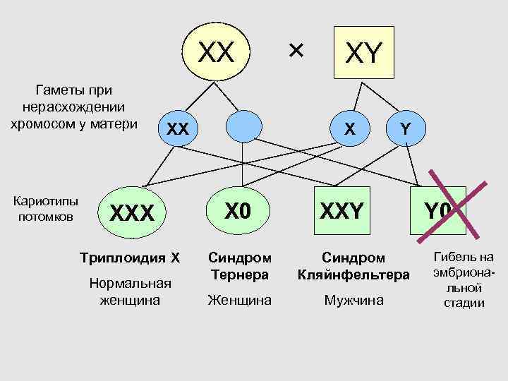  ХХ × ХY Гаметы при нерасхождении хромосом у матери ХХ Х Y Кариотипы