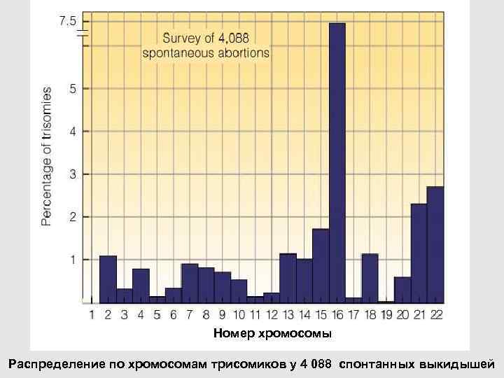  Номер хромосомы Распределение по хромосомам трисомиков у 4 088 спонтанных выкидышей 