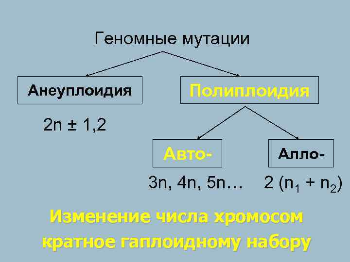  Геномные мутации Анеуплоидия Полиплоидия 2 n ± 1, 2 Авто- Алло- 3 n,