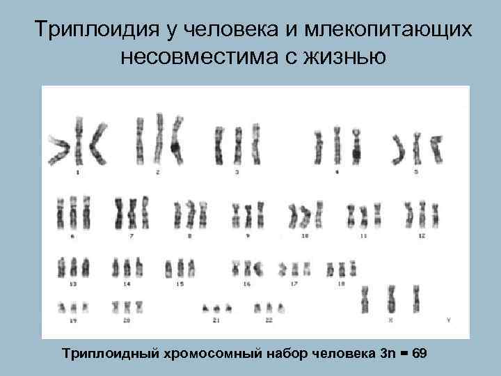 Триплоидия у человека и млекопитающих несовместима с жизнью Триплоидный хромосомный набор человека 3 n