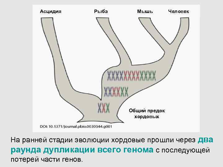  Асцидия Рыба Мышь Человек Общий предок хордовых На ранней стадии эволюции хордовые прошли