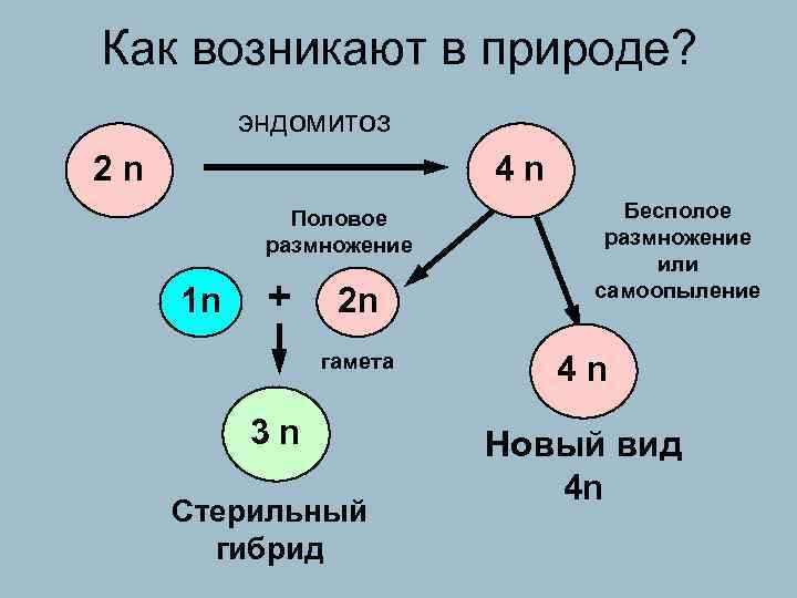 Как возникают в природе? эндомитоз 2 n 4 n Половое Бесполое размножение или 1