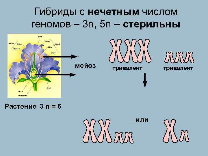  Гибриды с нечетным числом геномов – 3 n, 5 n – стерильны мейоз