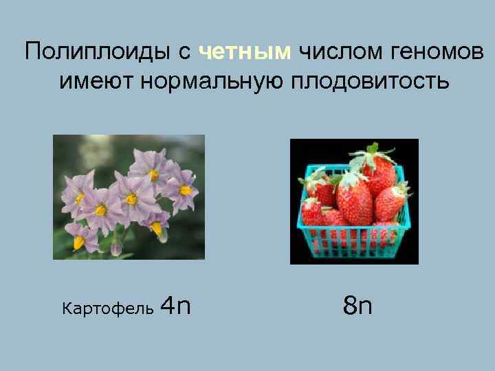 Найдите в интернете материалы и подготовьте компьютерную презентацию вкусные полиплоиды