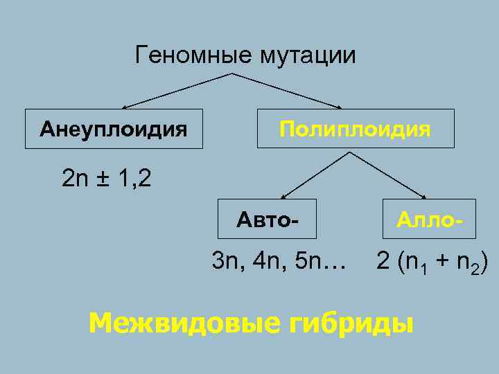  Геномные мутации Анеуплоидия Полиплоидия 2 n ± 1, 2 Авто- Алло- 3 n,