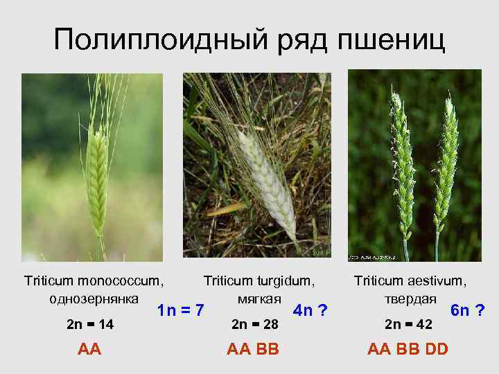 Хромосомный набор пшеницы. Полиплоидная пшеница. Полиплоидный ряд. Кариотип пшеницы. Кариотип пшеницы однозернянки.