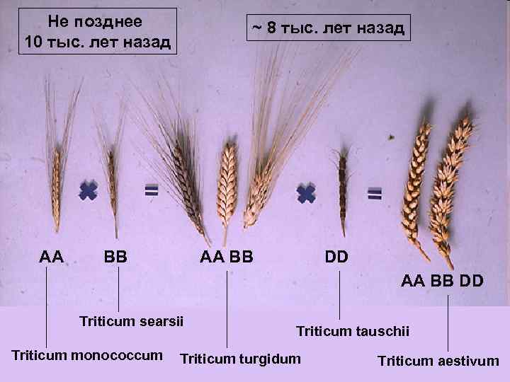  Не позднее ~ 8 тыс. лет назад 10 тыс. лет назад AA BB