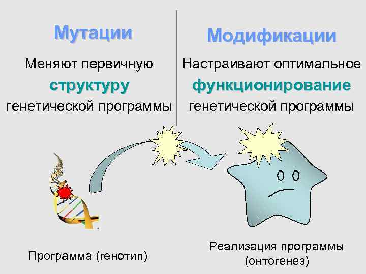  Мутации Модификации Меняют первичную Настраивают оптимальное структуру функционирование генетической программы Реализация программы Программа