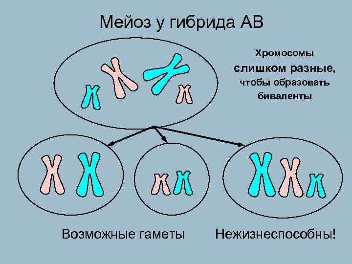  Мейоз у гибрида АВ Хромосомы слишком разные, чтобы образовать биваленты Возможные гаметы Нежизнеспособны!